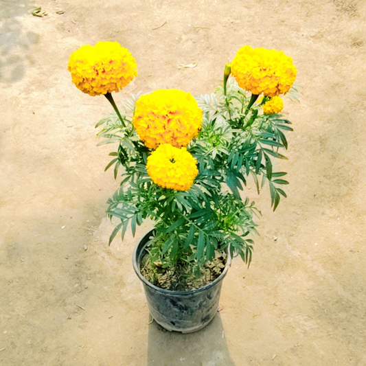 Marigold double flower plant in 6 inch pot
