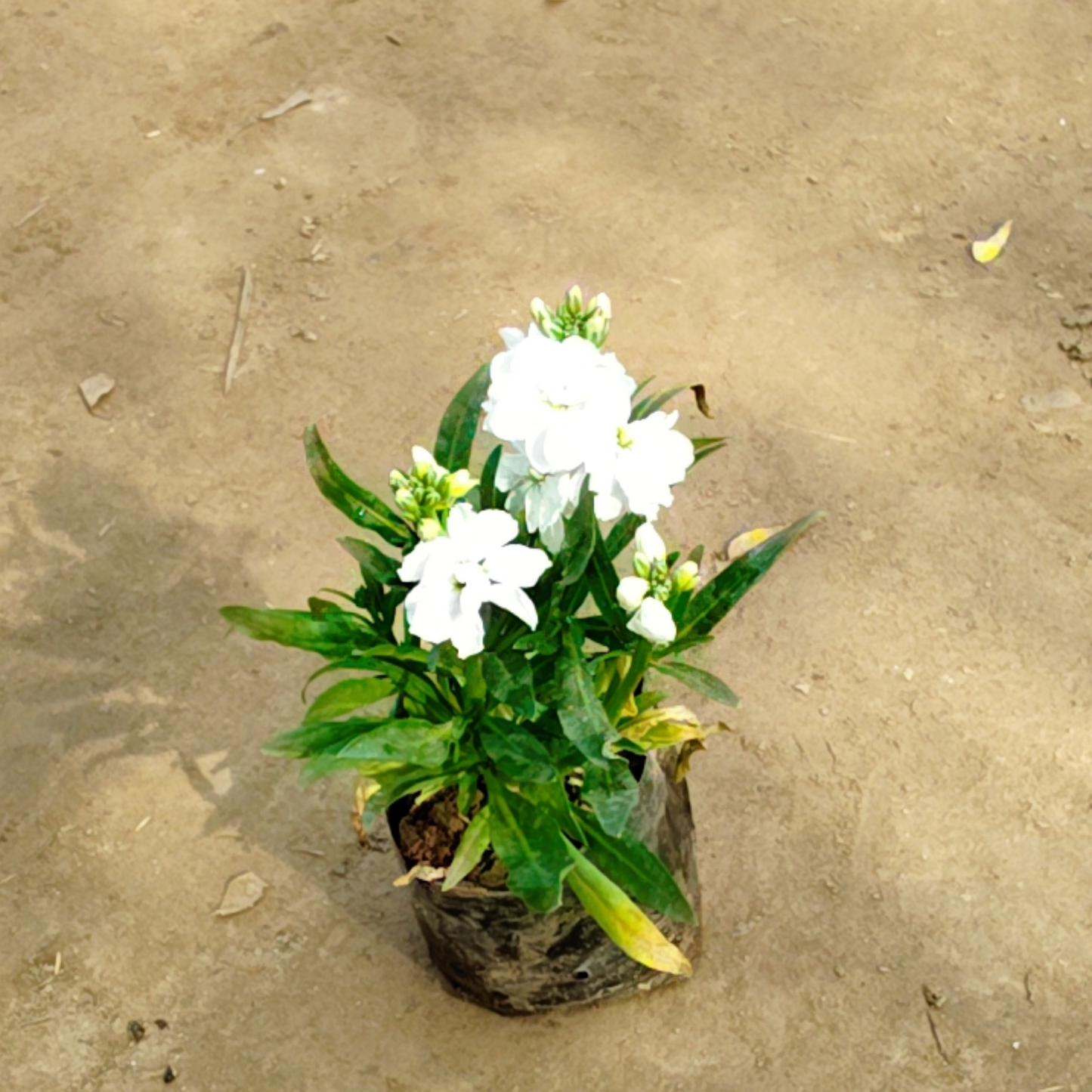 Stock plant in 4 inch nursery bag