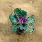 Kale plant in 4 inch nursery bag