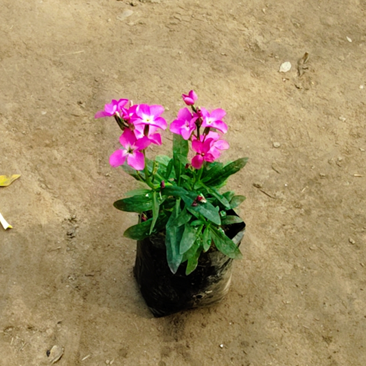 Stock plant in 4 inch nursery bag