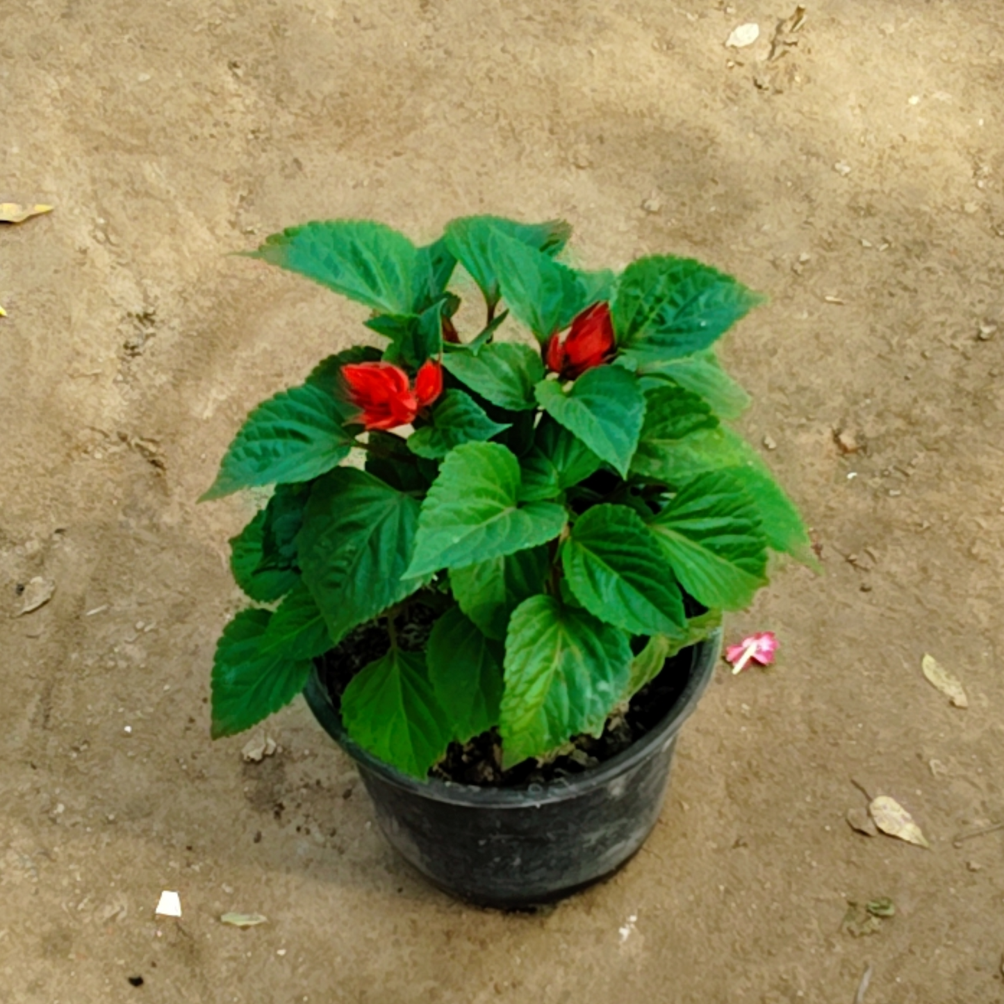 Salvia plant in 6 inch black pot