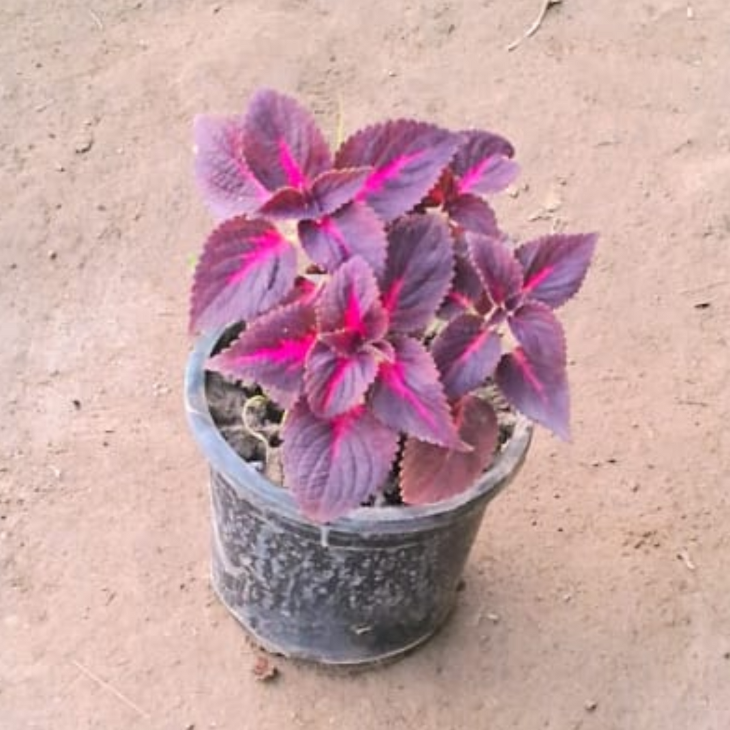 Colous Red plant in 4 inch pot