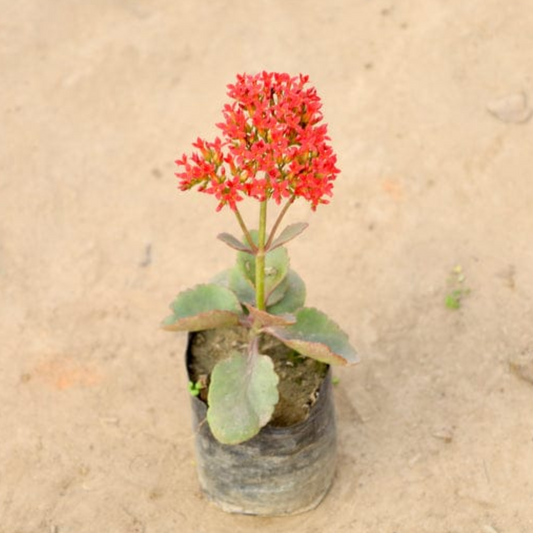 Kalanchoe Plant in 4 inch polybag