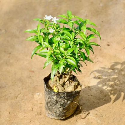 Dwarf chandani in 4 inch polybag