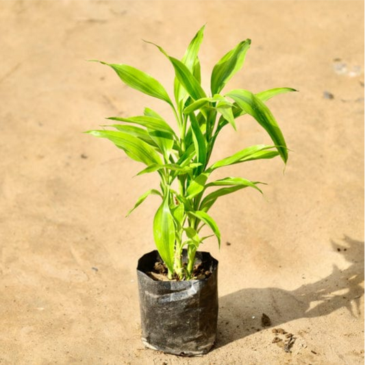 Lucky Bamboo in 4 Inch nursery bag,