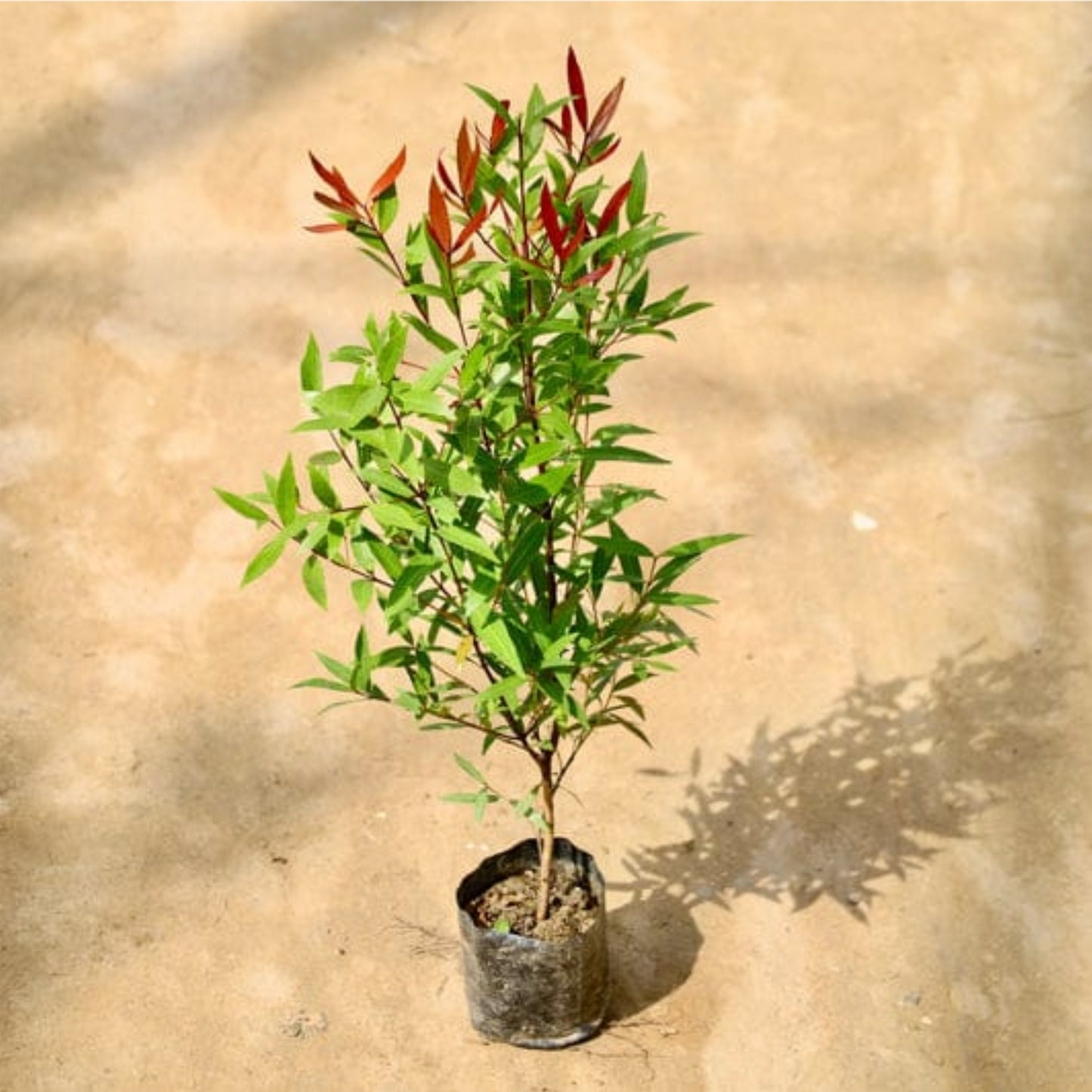 Red Robin plant in 4 inch polybag