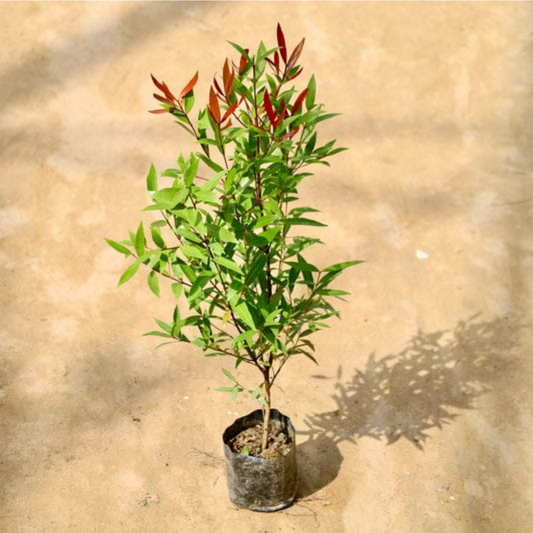 Red Robin plant in 4 inch polybag