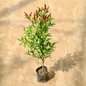 Red Robin plant in 4 inch polybag