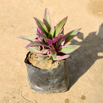 Rohiyo discolour plant in 4 inch polybag