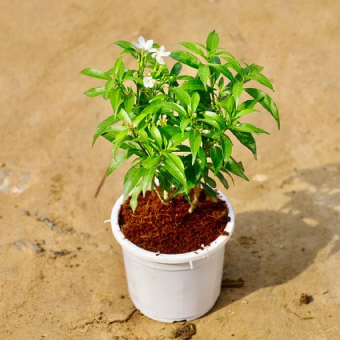 Dwarf chandani in 4 inch white pot