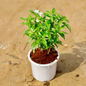 Dwarf chandani in 4 inch white pot