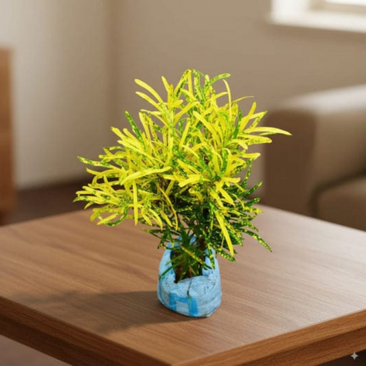 Croton plant in 4 inch polybag