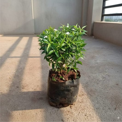 Dwarf chandani in 6 inch polybag