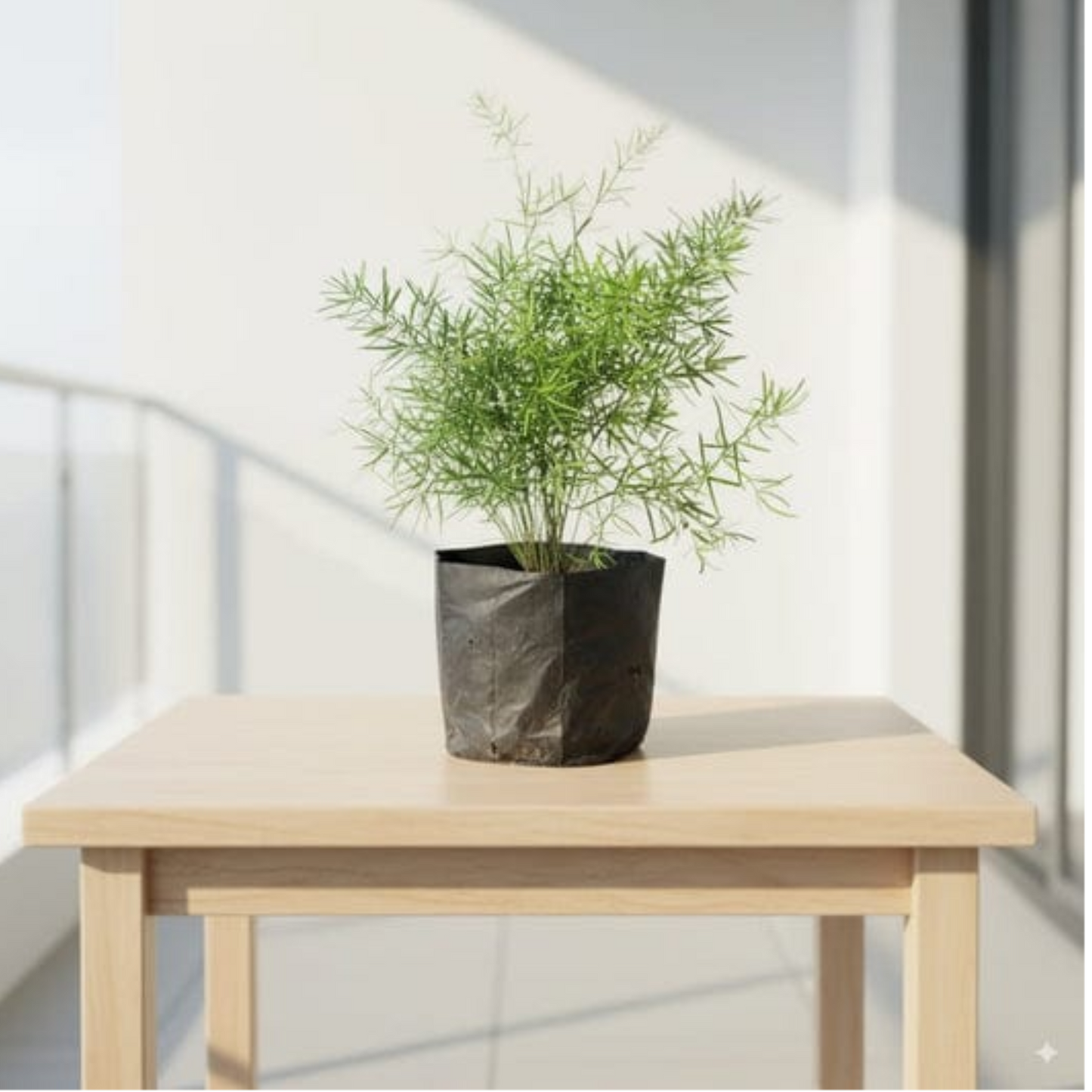 Asparagus Desi in 4 Inch Nursery Bag