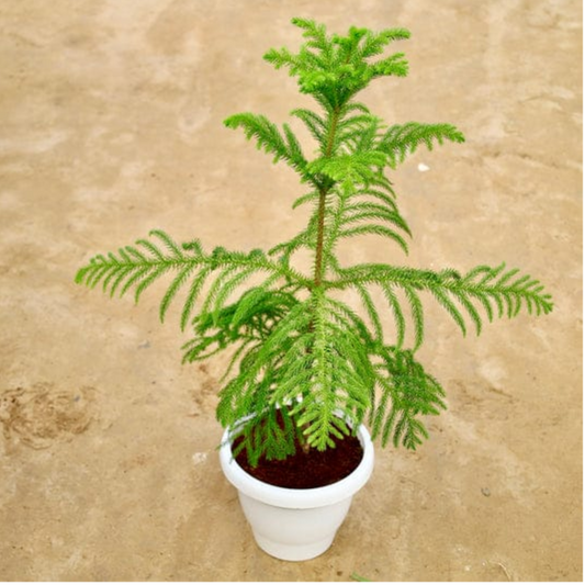Christmas tree (Araucaria plant) in 8  inch white pot
