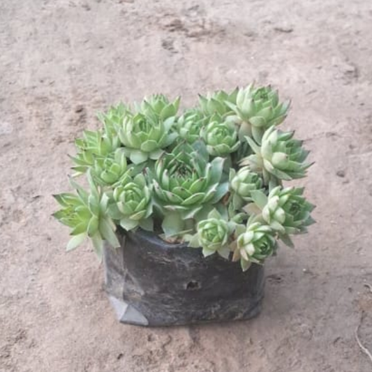 Lakshmi Kamal / Sempervivum Succulent plant in 4 inch polybag