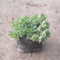 Lakshmi Kamal / Sempervivum Succulent plant in 4 inch polybag