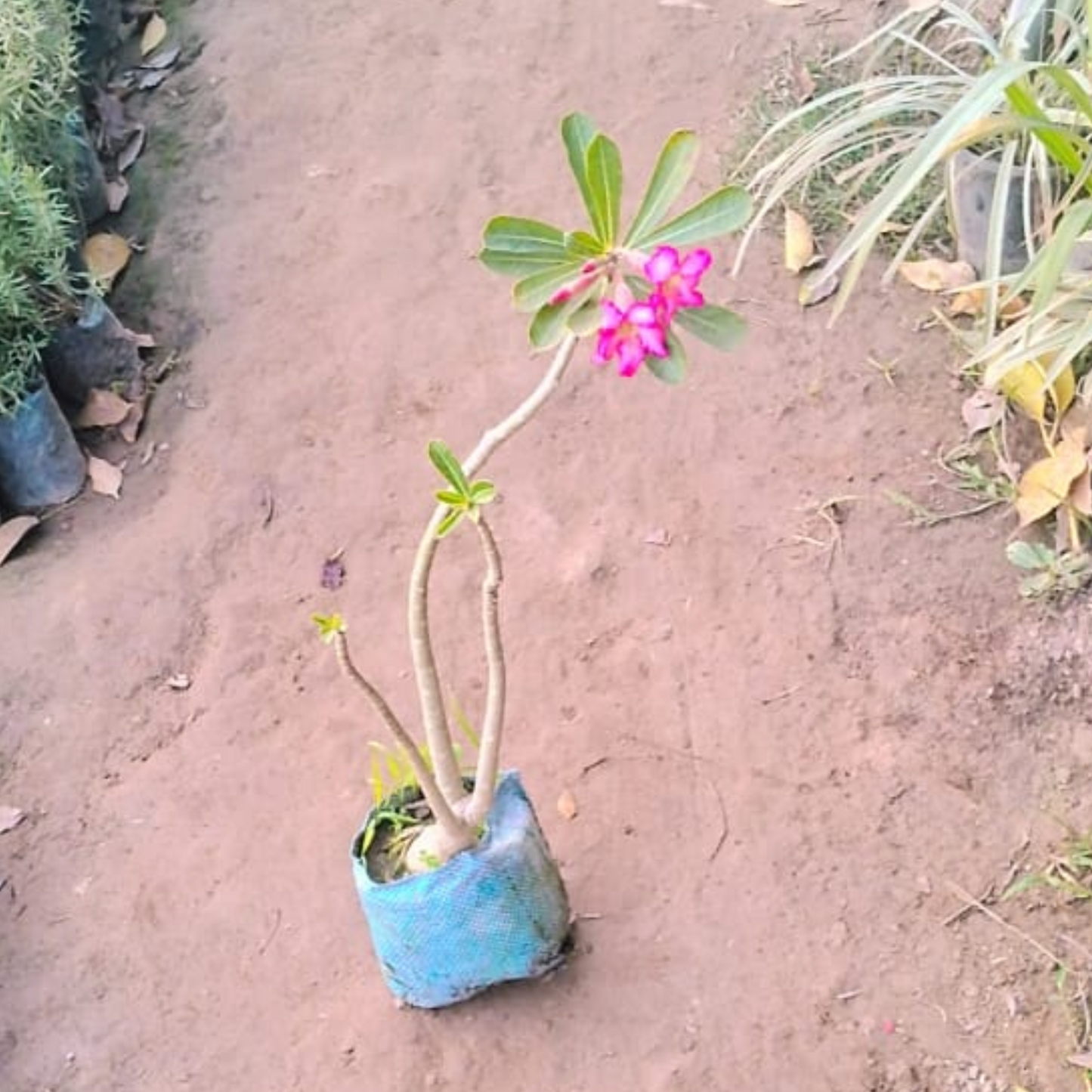 Adenium / Desert roses plant in 4 inch nursery bag