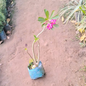 Adenium / Desert roses plant in 4 inch nursery bag
