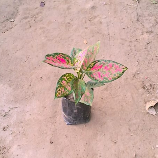 Aglaonema Red Lipstick plant in 4 inch nursery bag
