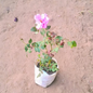 English rose plant (any colour)in 5 Inch nursery bag