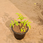 Tomato plant in 6 inch nursery pot