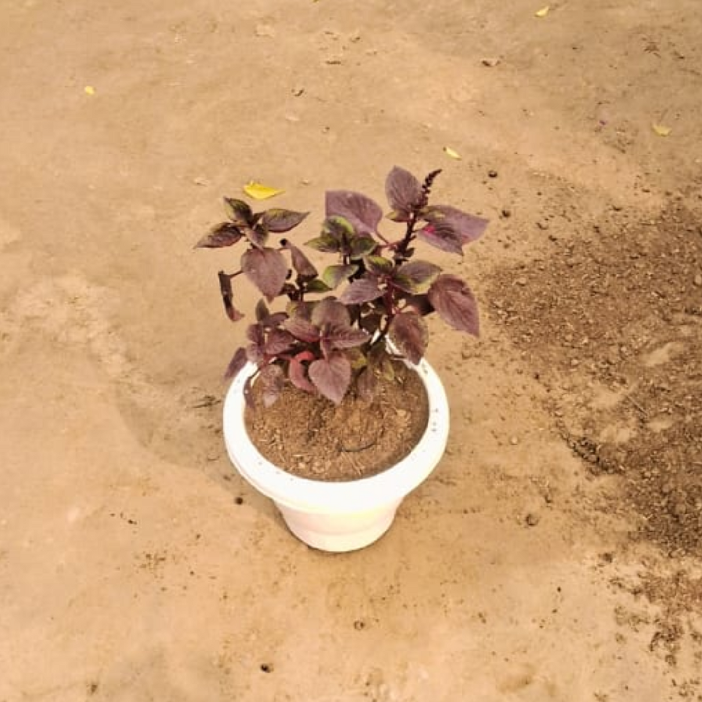 Colous Red plant in 8 inch white pot