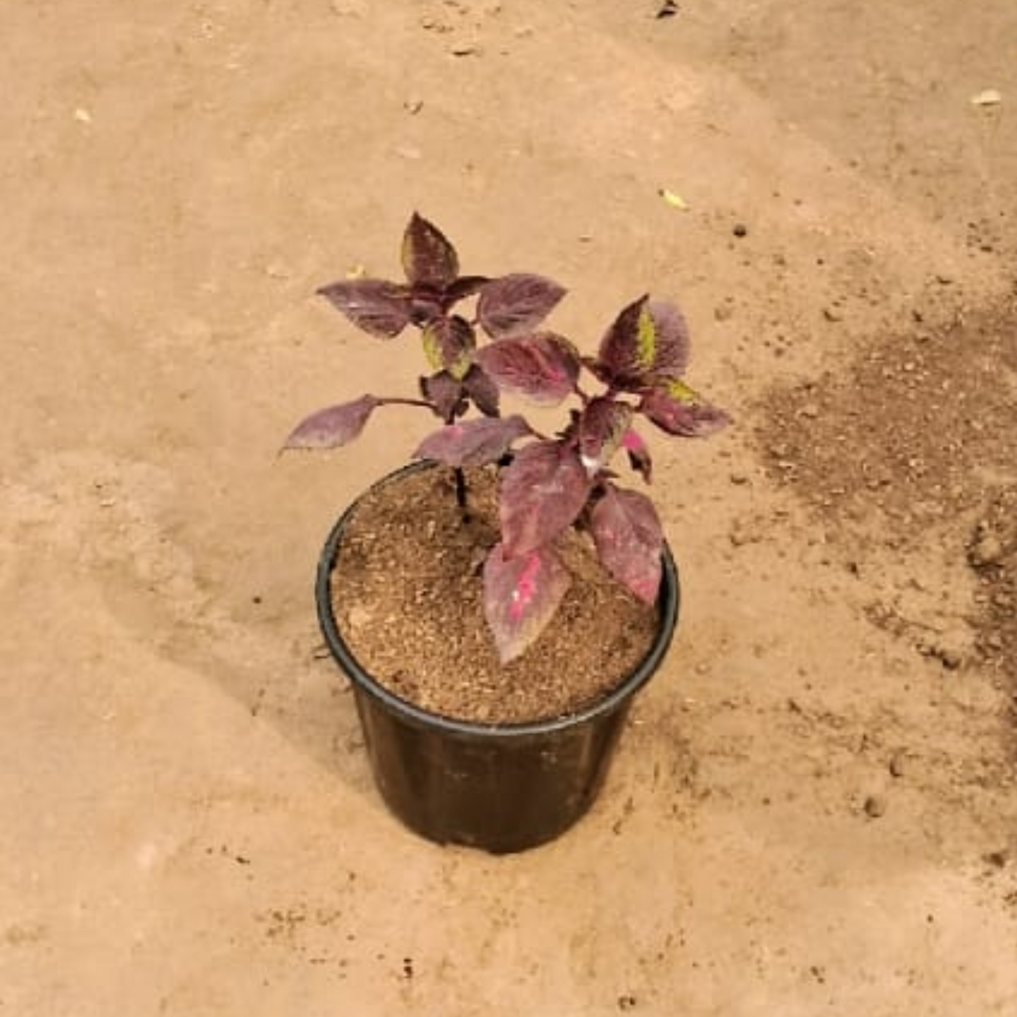 Colous Red plant in 8 inch black pot
