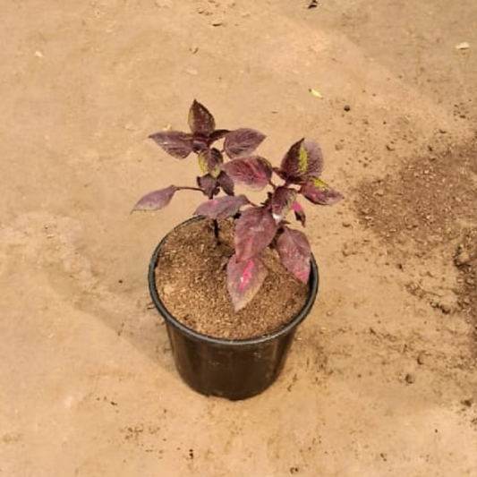 Colous Red plant in 8 inch black pot