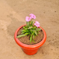 Dianthus (any colour) plant in 8 inch Red pot
