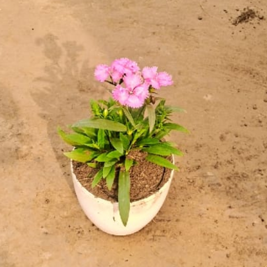 Dianthus (any colour) plant in 5 inch white pot
