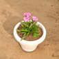 Dianthus (any colour) plant in 8 inch white pot