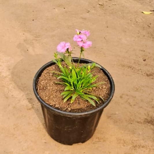 Dianthus (any colour) plant in 8 inch pot