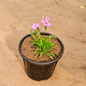 Dianthus (any colour) plant in 8 inch pot