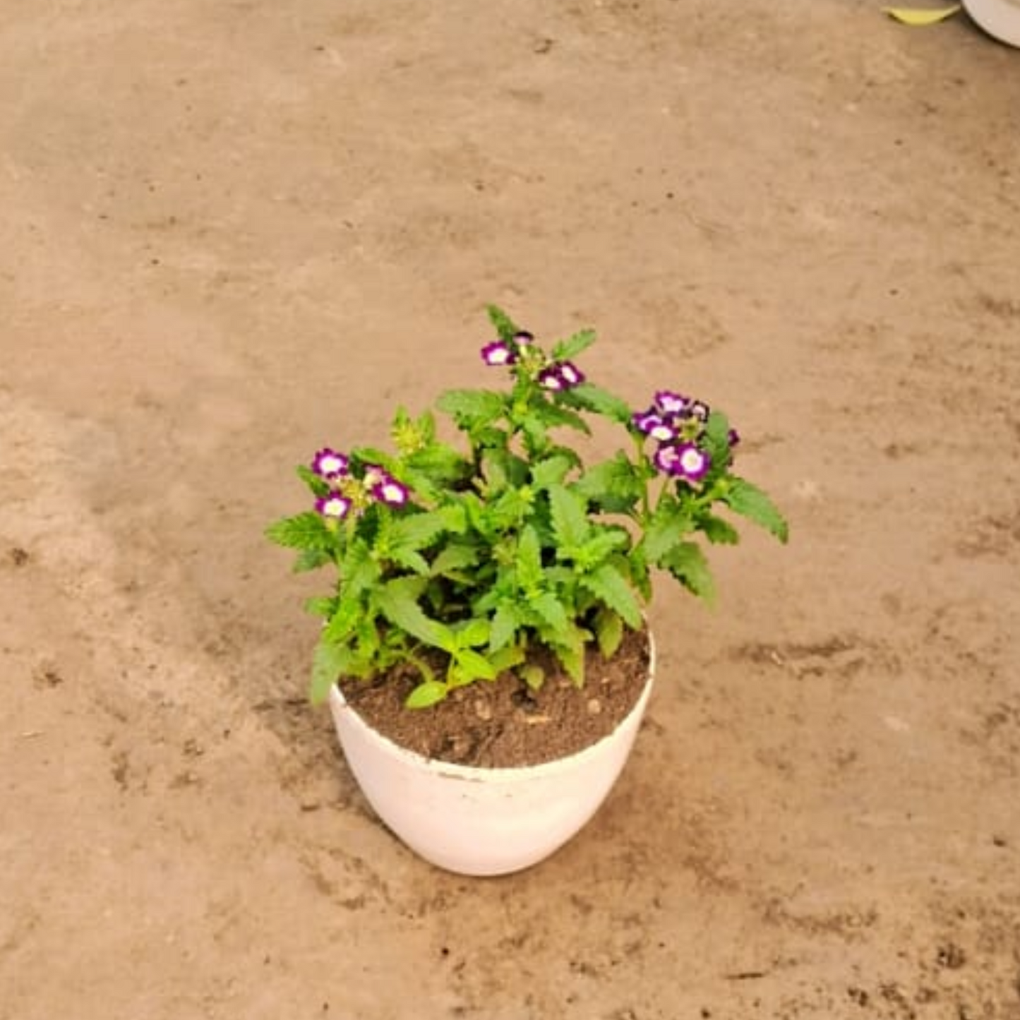 Vervena seasonal flower plant in 5 inch white pot