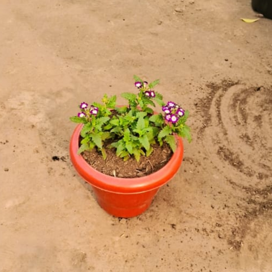 Vervena seasonal flower plant in 8 inch Red pot