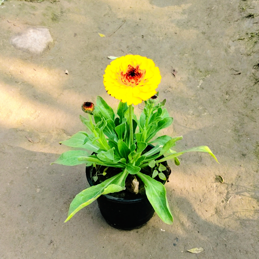 Calendula (Any Colour) in 6 Inch pot – Plantncr