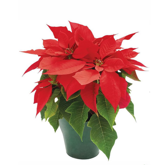 Poinsettia / Christmas Flower Red in 7 Inch Nursery Pot