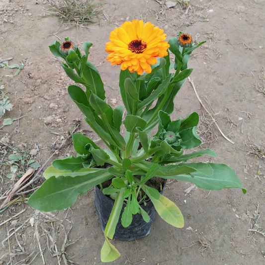 Calendula (Any Colour) in 4 Inch Nursery bag