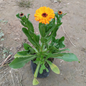 Calendula (Any Colour) in 4 Inch Nursery bag