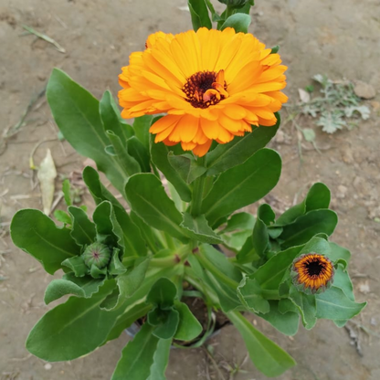 Calendula (Any Colour) in 4 Inch Nursery bag