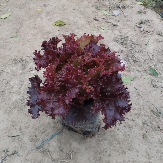 Lettuce/salad patta Red (organic edible lettuce) plant in 4 inch nursery bag