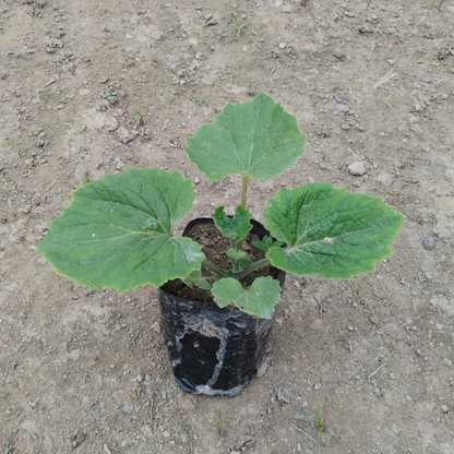 Holyhock (Alcea rosea) plant in 4 inch nursery bag