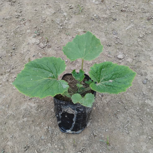 Holyhock (Alcea rosea) plant in 4 inch nursery bag