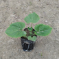 Holyhock (Alcea rosea) plant in 4 inch nursery bag