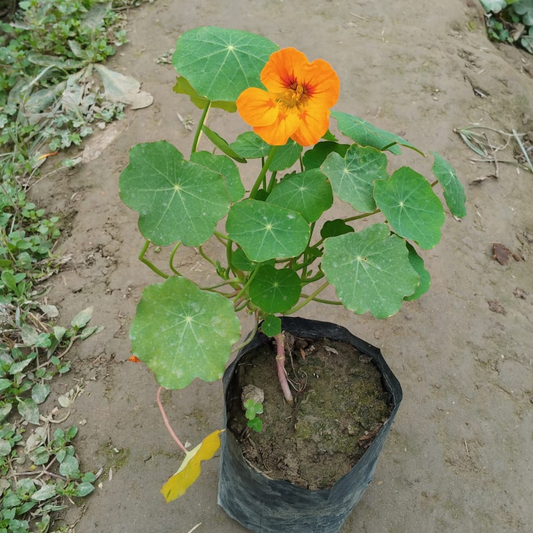 Nasturtium plant in 4 inch nursery bag