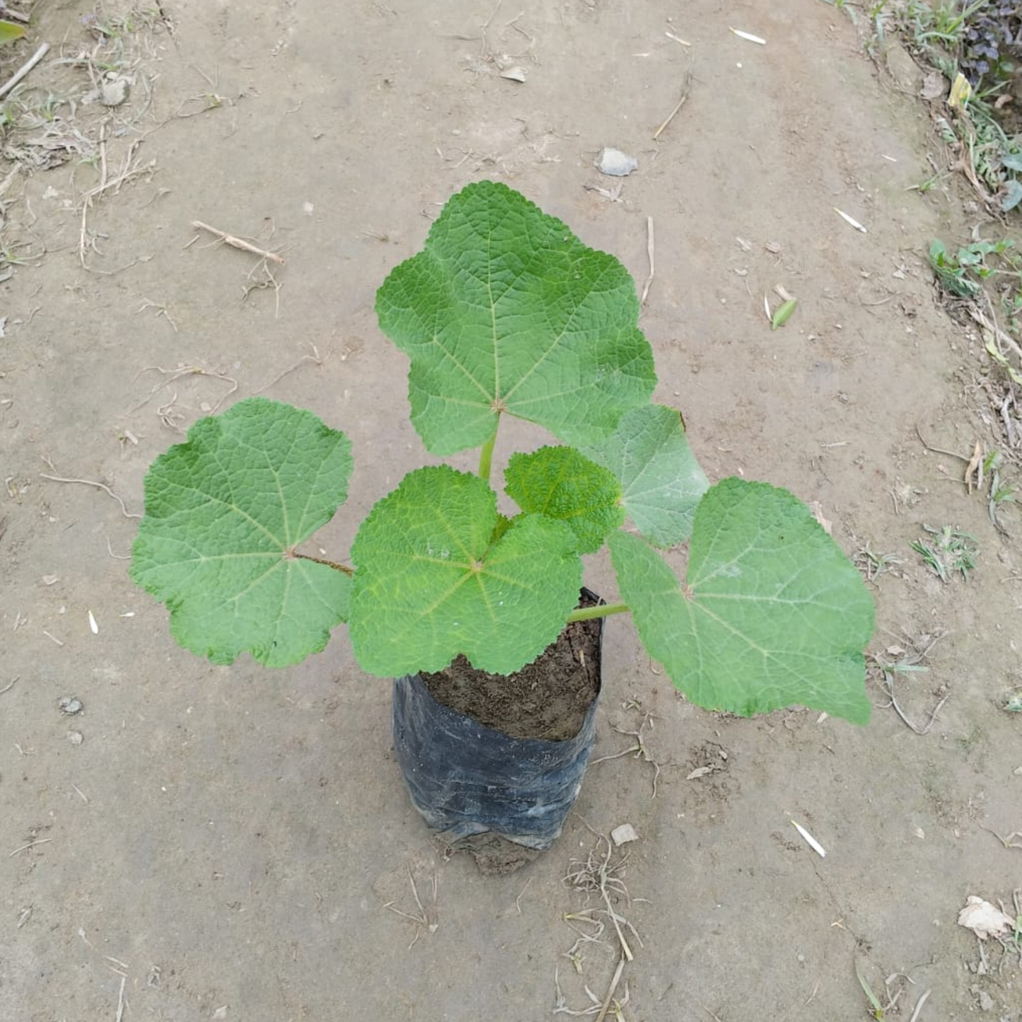 Holyhock (Alcea rosea) plant in 4 inch nursery bag