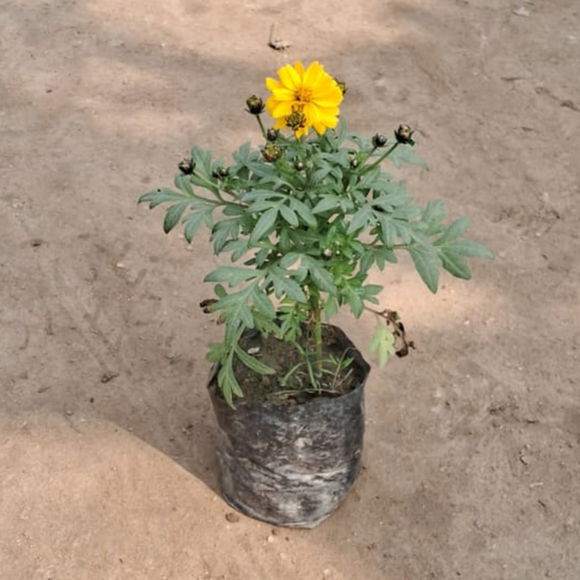 Cosmos Flower Plant In 4 Inch Nursery Bag