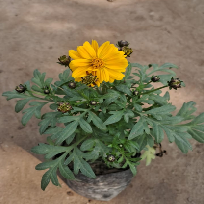 Cosmos Flower Plant In 4 Inch Nursery Bag