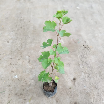Grapes (angoor) bel in 4 inch polybag